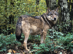 Wilk, największy drapieżnik z rodziny psowatych, występował niegdyś niemal na całym terytorium półkuli  północnej, z wyjątkiem obszarów wysokogórskich, rozległych pustyń i tropikalnych dżungli.