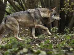 Dorosły wilk osiąga długość całkowitą (od nosa do końca ogona) do ok. 200 cm.