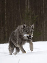 Chociaż zdarzają się długotrwałe pogonie za ofiarą, najczęstszą strategią wilków jest podkradanie się jak najbliżej zdobyczy i krótki pościg za ofiarą z maksymalną prędkością. 