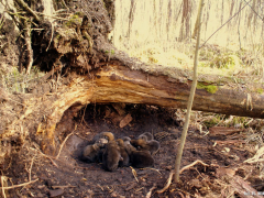 W Polsce najczęściej gniazda zakładane są pod wykrotami, zwalonymi drzewami, w jamach w pobliżu pni. 